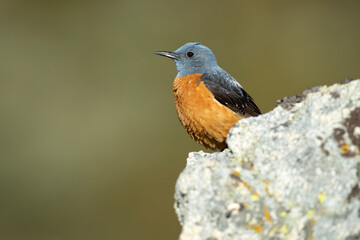 Rufous-tailed rock thrush male on one of his favorite perches within his breeding territory at first light in a mountainous area