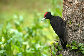 Adult male Black woodpecker in an apple tree with the first light of dawn in a forest of fruit and oak trees