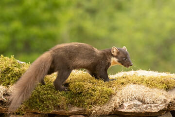 Pine marten inside a forest of fir and oak trees, with the last light of a very rainy day