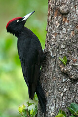 Adult male Black woodpecker in an apple tree with the first light of dawn in a forest of fruit and oak trees