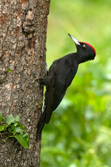 Adult male Black woodpecker in an apple tree with the first light of dawn in a forest of fruit and oak trees