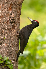 Adult male Black woodpecker in an apple tree with the first light of dawn in a forest of fruit and oak trees