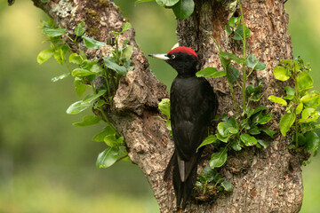 Adult male Black woodpecker in an apple tree with the first light of dawn in a forest of fruit and oak trees
