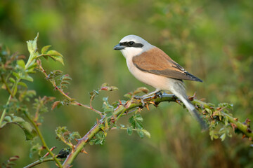 Red-backed shrike female in her breeding territory in the late afternoon light of a rainy spring day