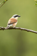 Red-backed shrike male on one of his perches in his breeding territory at first light on a spring day in a forest of oaks and hawthorns