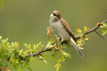 Red-backed shrike female in her breeding territory in the late afternoon light of a rainy spring day