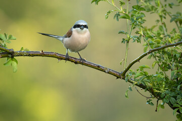 Red-backed shrike female in her breeding territory in the late afternoon light of a rainy spring day