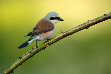 Red-backed shrike male on one of his perches in his breeding territory at first light on a spring day in a forest of oaks and hawthorns