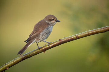 Red-backed shrike female at first light in her breeding territory in a forest of oaks and thorny bushes
