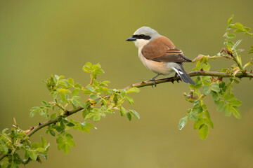 Red-backed shrike female in her breeding territory in the late afternoon light of a rainy spring day