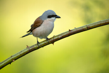 Red-backed shrike female in her breeding territory in the late afternoon light of a rainy spring day