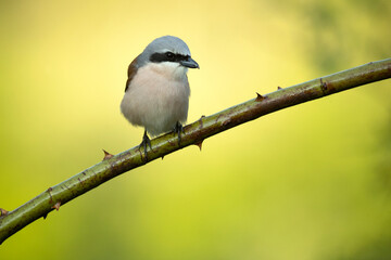 Red-backed shrike female in her breeding territory in the late afternoon light of a rainy spring day