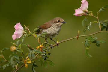Red-backed shrike female at first light in her breeding territory in a forest of oaks and thorny bushes
