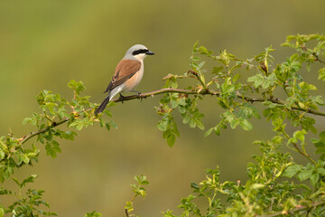 Red-backed shrike male in early morning light in a thorny bush on his breeding territory in an oak forest in spring