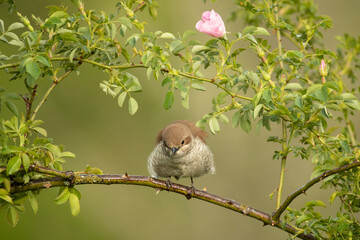 Red-backed shrike female at first light in her breeding territory in a forest of oaks and thorny bushes