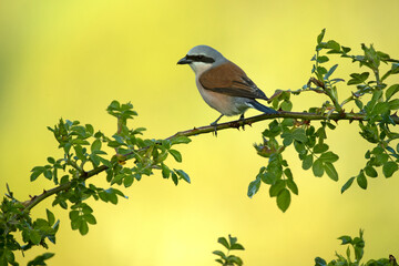 Red-backed shrike male on one of his perches in his breeding territory at first light on a spring day in a forest of oaks and hawthorns
