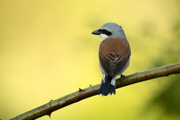 Red-backed shrike male on one of his perches in his breeding territory at first light on a spring day in a forest of oaks and hawthorns