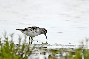 migrating Broad-billed sandpiper in Greece // Sumpfläufer auf dem Zug in Griechenland (Calidris falcinellus) 