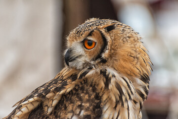 Mirada fija