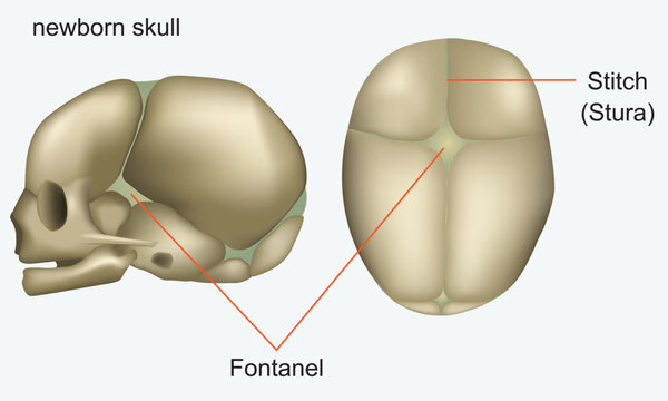 Skull of a newborn. Human anatomy