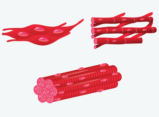 Three types of muscle tissue, anatomy of the muscular system