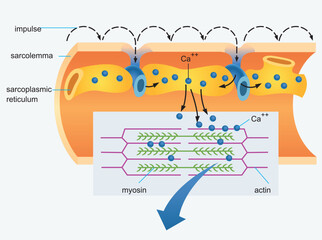 Muscle membrane vector illustration. Labeled scheme with myofibril, disc, zone, line and band. Anatomical and medical diagram with mitochondria, sarcoplasm, reticulum, transverse tubule and nucleus.