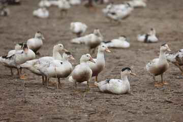 Elevage de canard gras, grippe aviaire, confinement