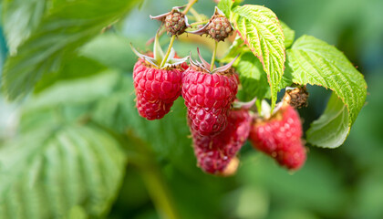 closeup ripe raspberries on the bush ready for harvest with green blurred garden as background
