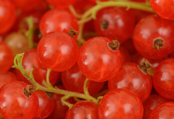 Czerwone owoce porzeczka czerwona z bliska