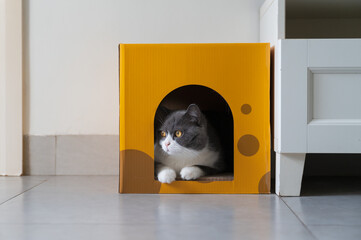 British shorthair cat inside a cardboard box kennel