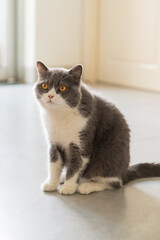 British shorthair cat sitting on the floor
