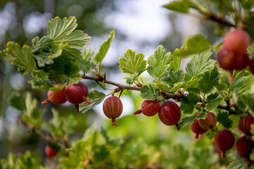 Fresh gooseberry on a branch of a gooseberry Bush in the garde