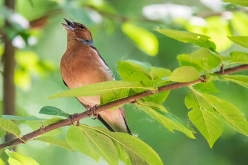 Common chaffinch, Fringilla coelebs, sits on a branch in spring on green background. Common chaffinch in wildlife.