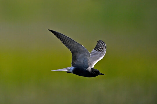 Trauerseeschwalbe // Black tern (Chlidonias niger)