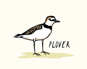 Fototapeta premium Vector card with hand drawn cute plover. Beautiful animal design elements, ink drawing