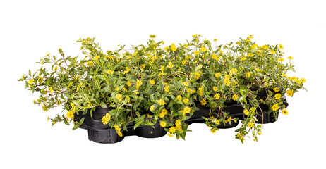 Mexican creeping zinnia yellow flowers