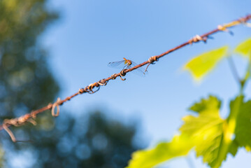 Dragonfly perched on a wire under a blue sky