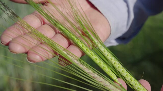 Weizenpflanze in Hand