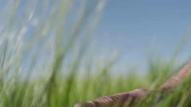 Closeup vom Weizen im Feld
