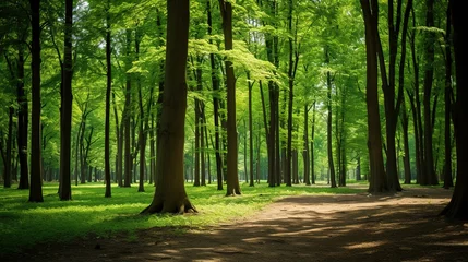 Fototapete Straße im Wald footpath in the forest  landscape background