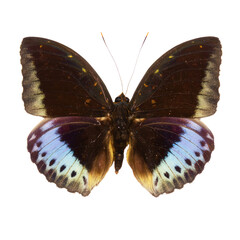 Plakat beautiful butterfly isolated on white, transparent background, PNG