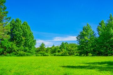 Obraz premium 青空に映える木