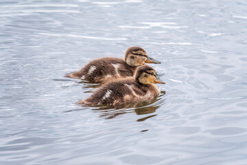 Cute little duckling swimming alone in a lake or river with calm water
