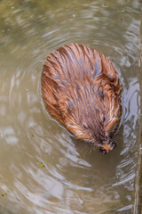 Wild animal Muskrat, Ondatra zibethicuseats, eats on the river bank