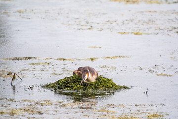 Great Crested Grebe, Podiceps cristatus, water bird sitting on the nest, nesting time on the green lake