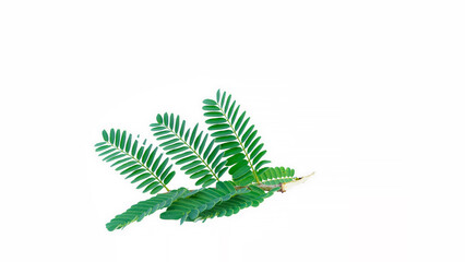 Fresh tamarind or Tamarindus indica leaves isolated on white background