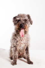 front view minature dog curly sitting in studio 