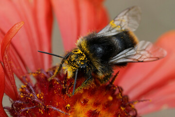 Closeup on a red-tailed bumblebee, Bombus lapidarius with yellow pollen on a bright red Gallardia flower