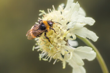 bee gathering pollen from a yellow flower