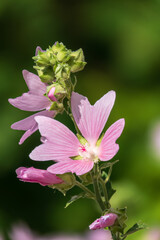 Big pink and red delicate flowers of mallow in bloom with green leaves and buds closeup, summer flowers background,